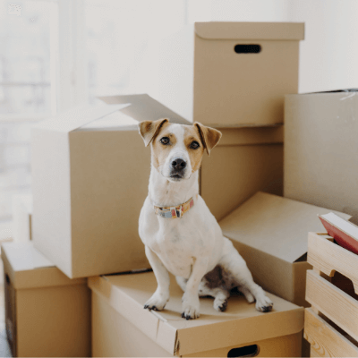 Dog sitting on a pile of cardboard moving boxes